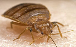 Close up image of a bed bug.
