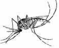 Drawing of a mosquito